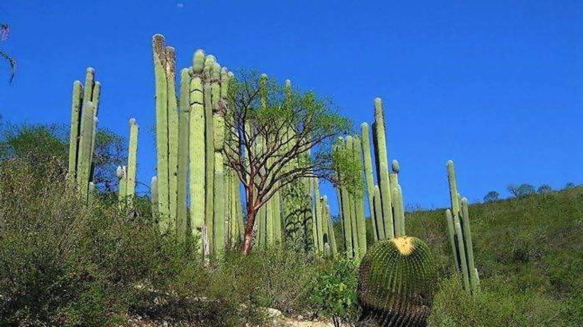 MEDIO AMBIENTE